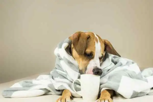dog looking sick while drinking a cup of coffee