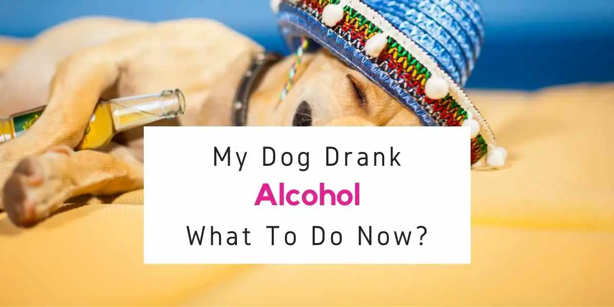 text reading what to do if dog drank alcohol