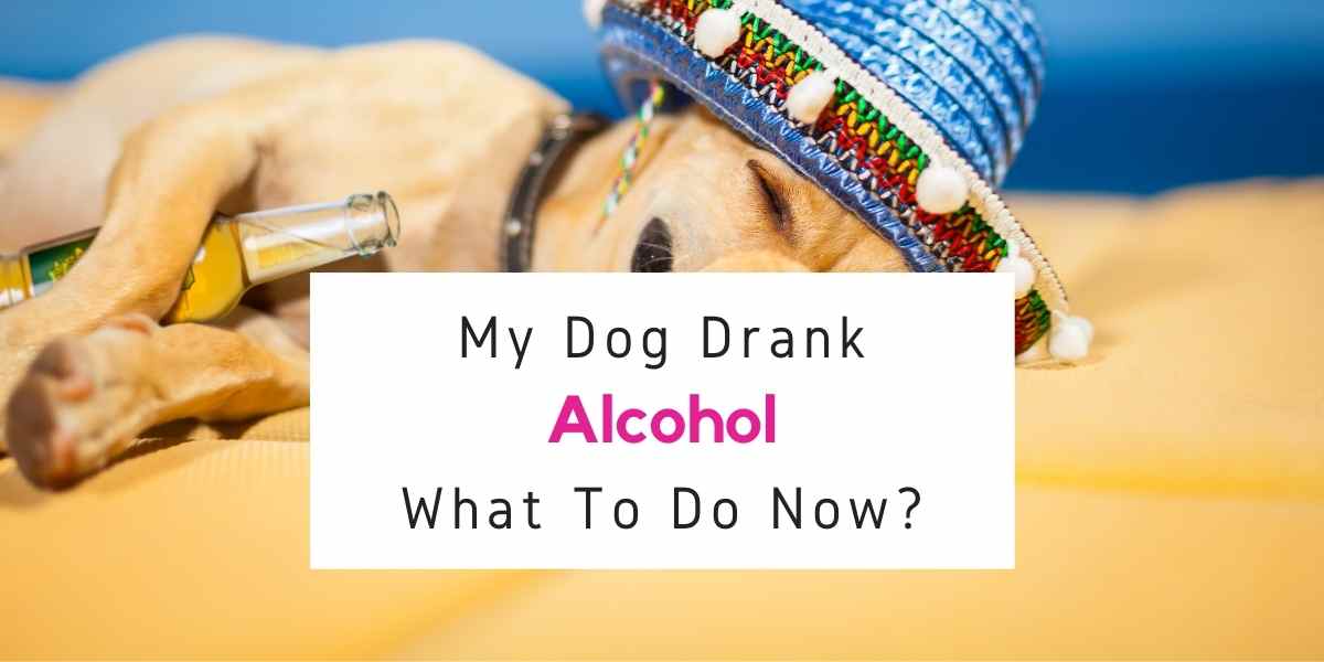 what-happens-if-your-dog-drinks-alcohol-animal-facts-today