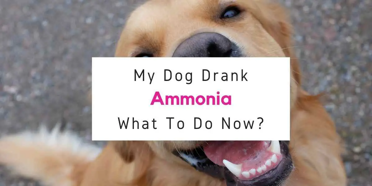 text reading what to do if dog drank ammonia