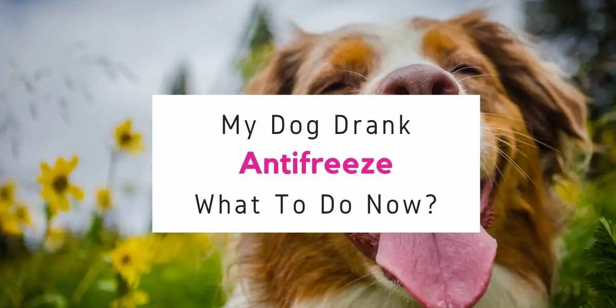 text reading what to do if dog drank antifreeze