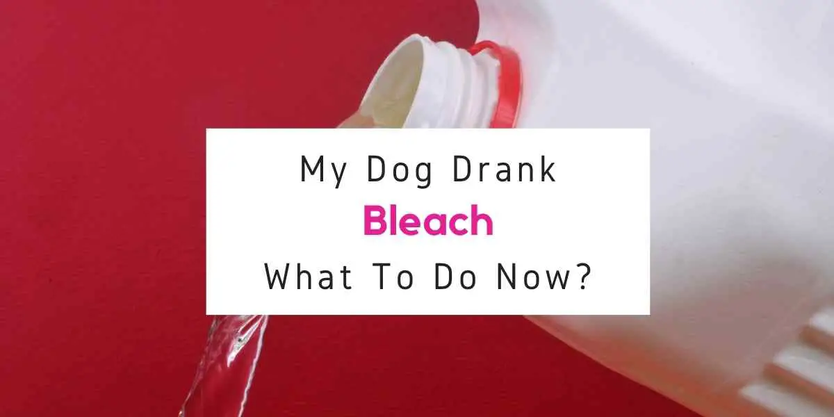 text reading what to do if my dog drank bleach