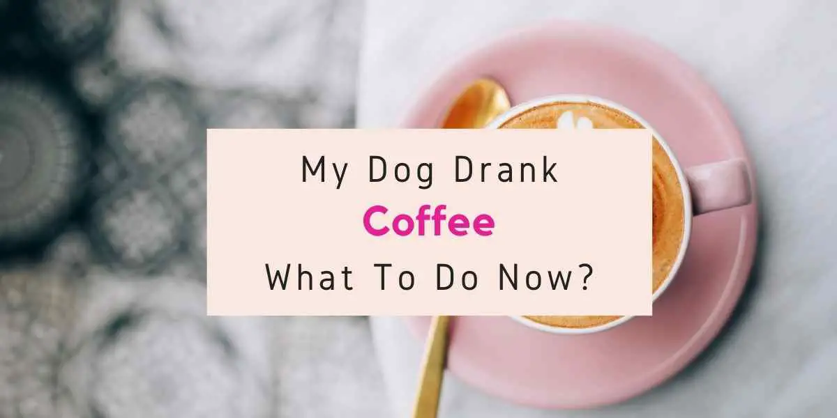 text reading what to do if your dog drank coffee