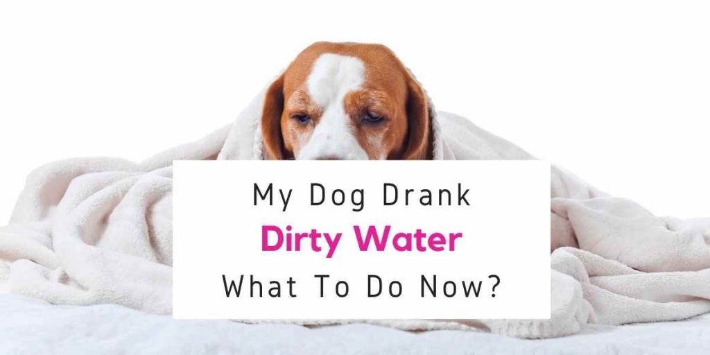 What To Do If My Dog Drank Dirty Water At Home