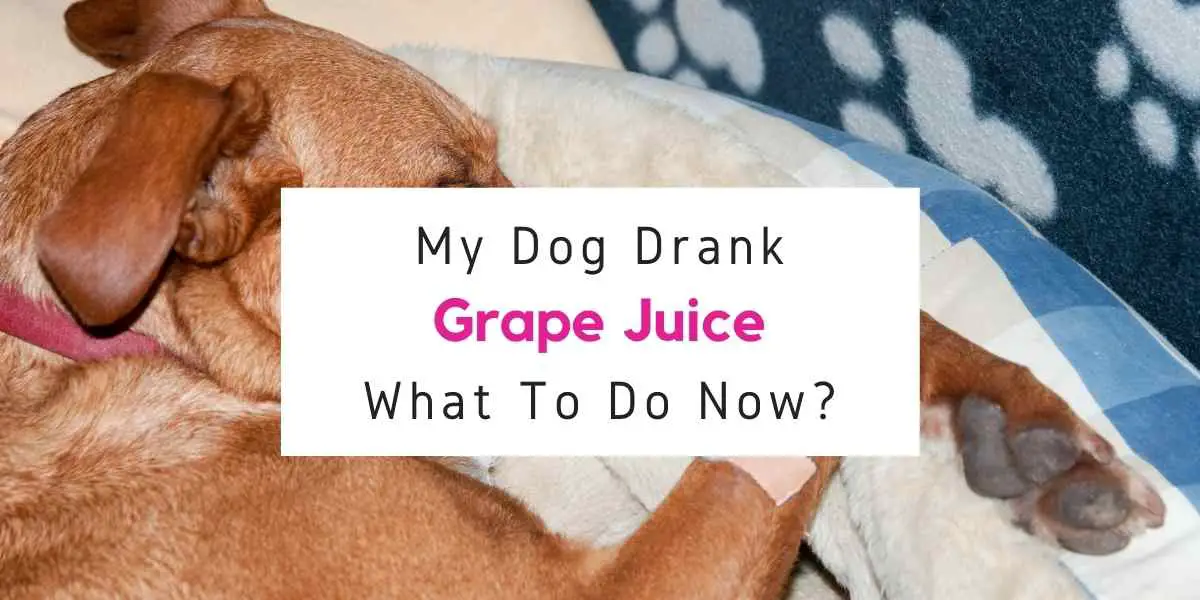 dog drank grape juice