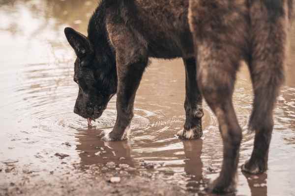 dog drinking dirty water from a source