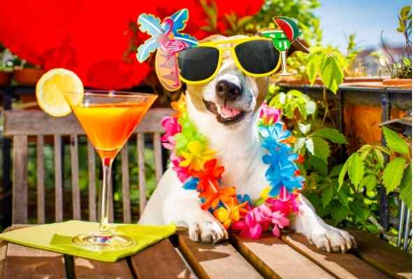 what-happens-if-your-dog-drinks-alcohol-animal-facts-today