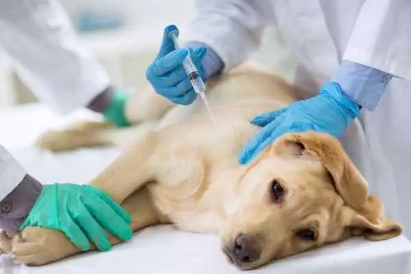 dog getting injection as he is sick from ammonia poisoning