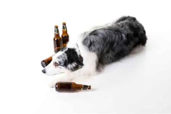 dog drunk and is surrounded by alcohol bottles