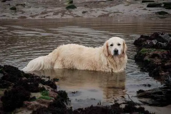 dog playing in muddy water