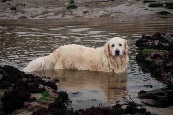 my-dog-drank-dirty-water-what-to-do-now-animal-facts-today