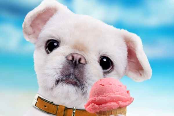 cute dog with ice cream