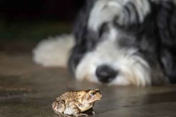 dog looking at a toad wanting to eat it