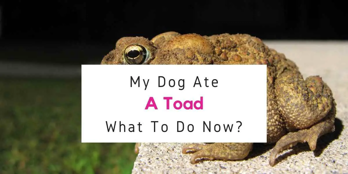 text reading what to do if dog ate a toad