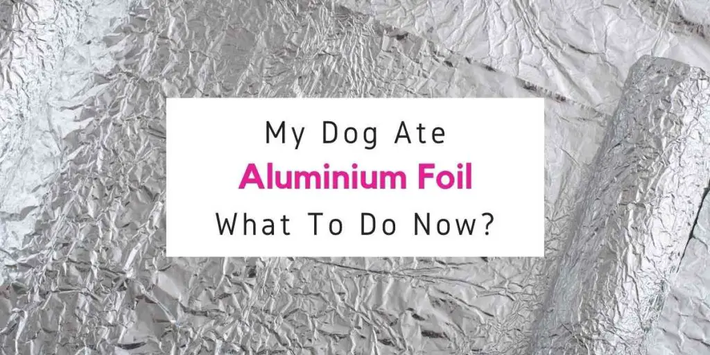 My Dog Ate Aluminium Foil - What Should I Do Now?