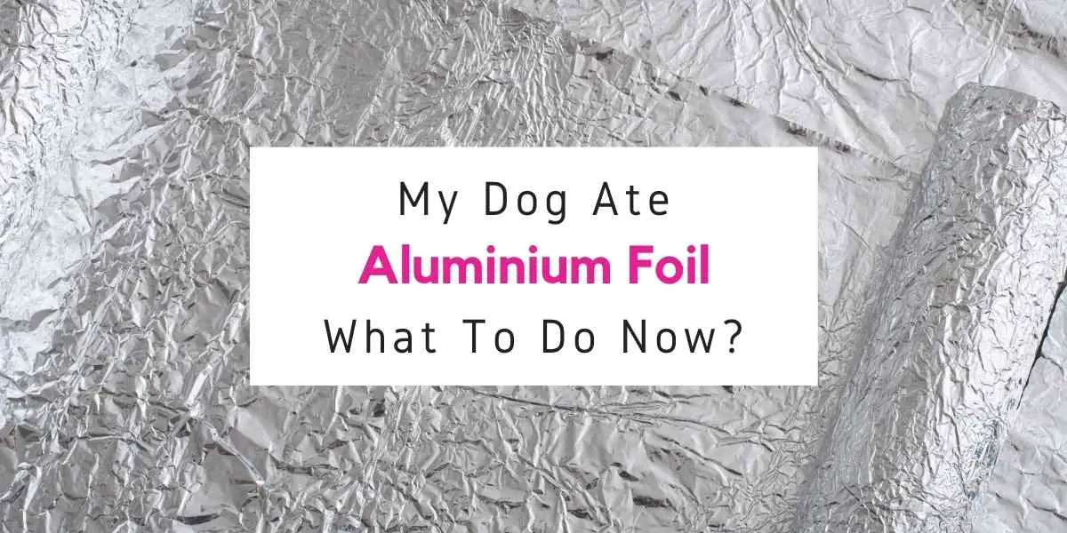 text reading what to do if your dog ate aluminium foil