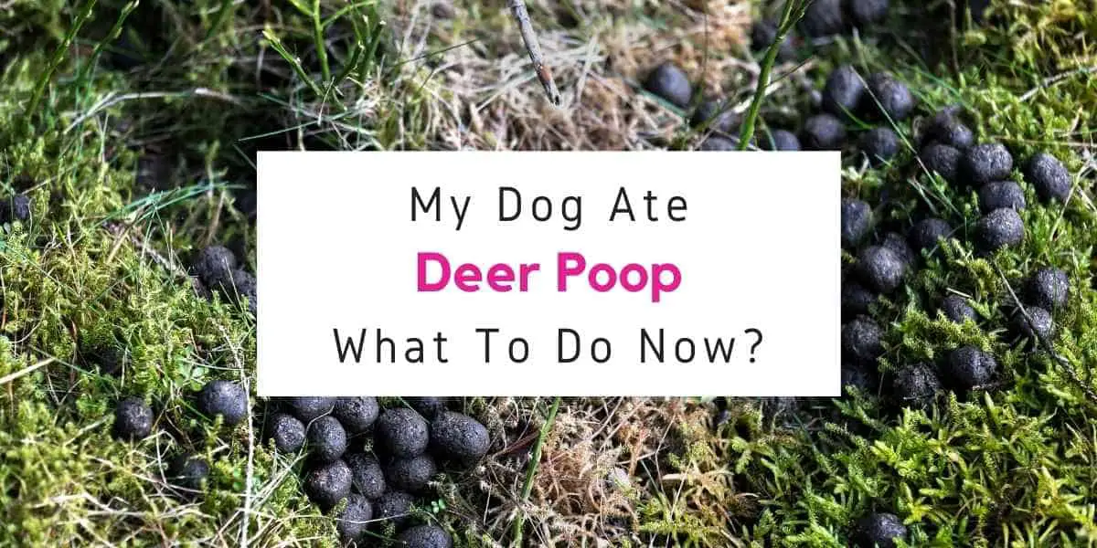 text reading what to do if dog ate deer poop