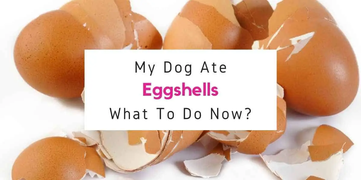 text reading what to do if dog ate eggshells