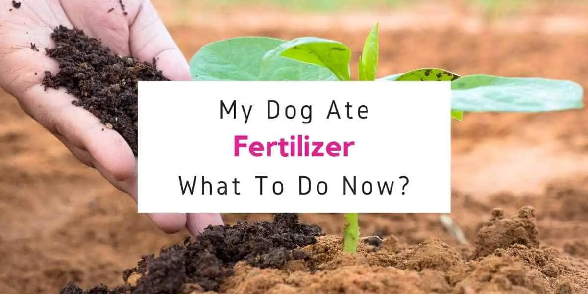text reading what to do if dog ate fertilizer