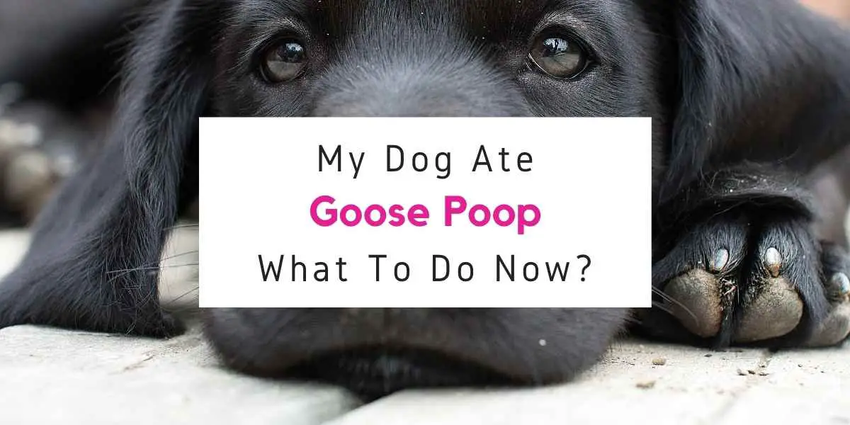 text reading what to do if dog ate goose poop