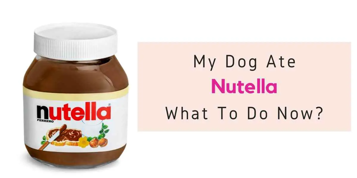 text reading what to do if dog ate nutella