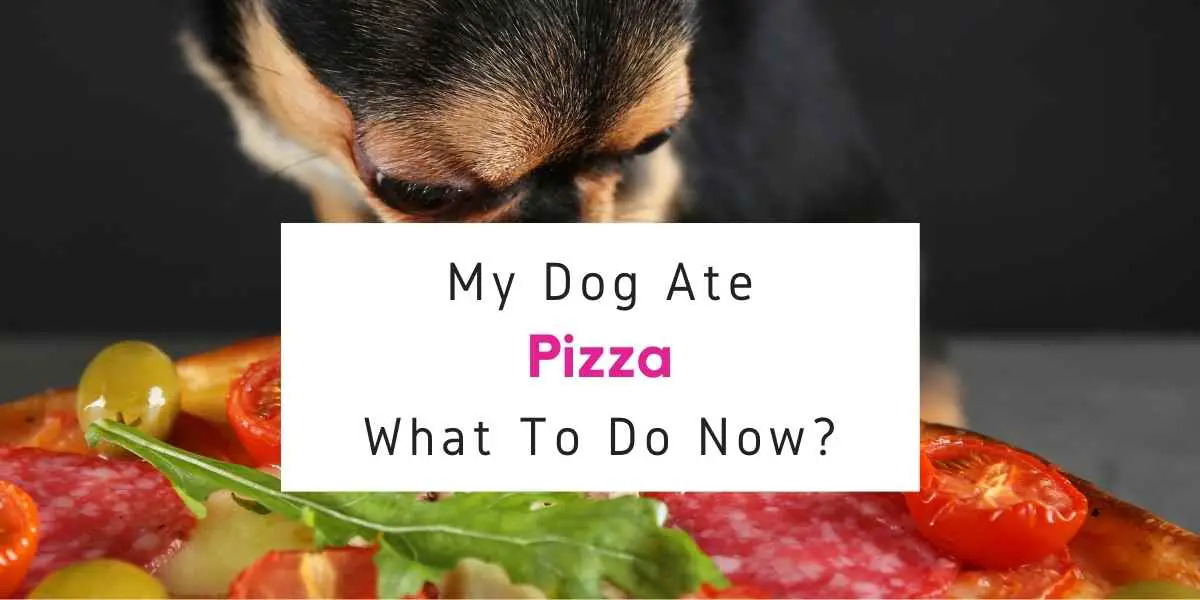 text reading what to do if your dog ate pizza