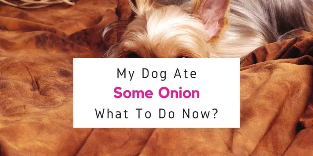 my-dog-ate-some-onion-what-should-i-do-now