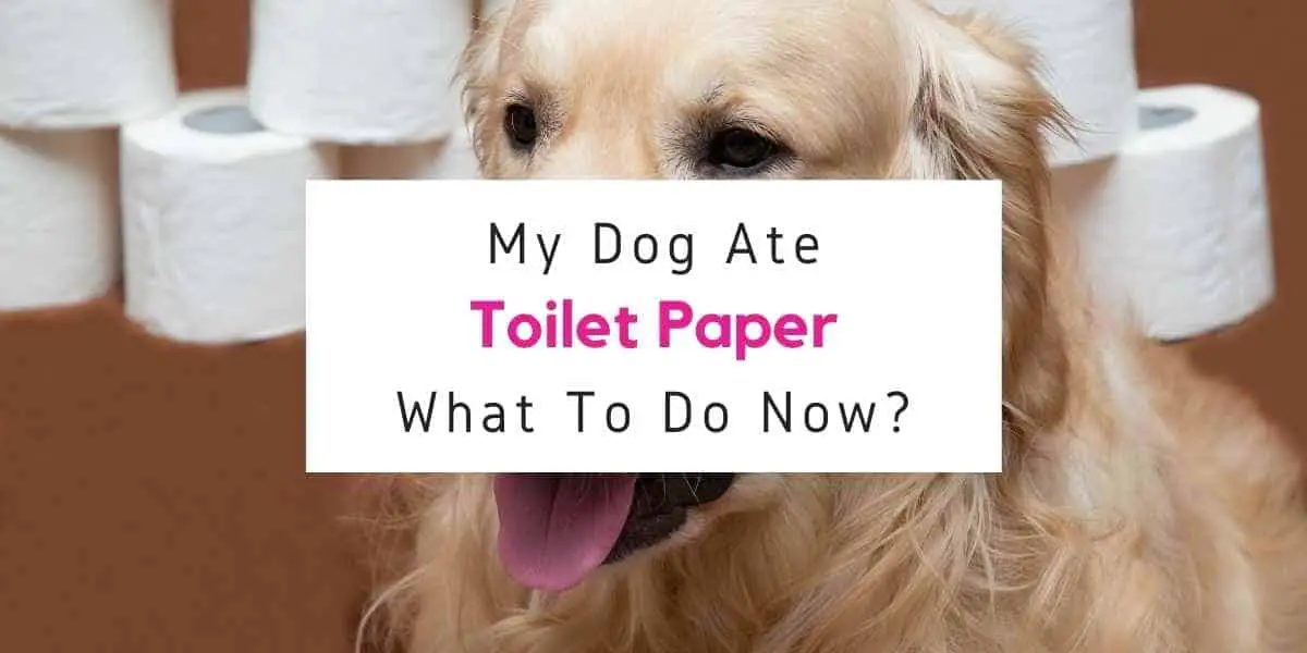 text reading what to do if dog ate toilet paper