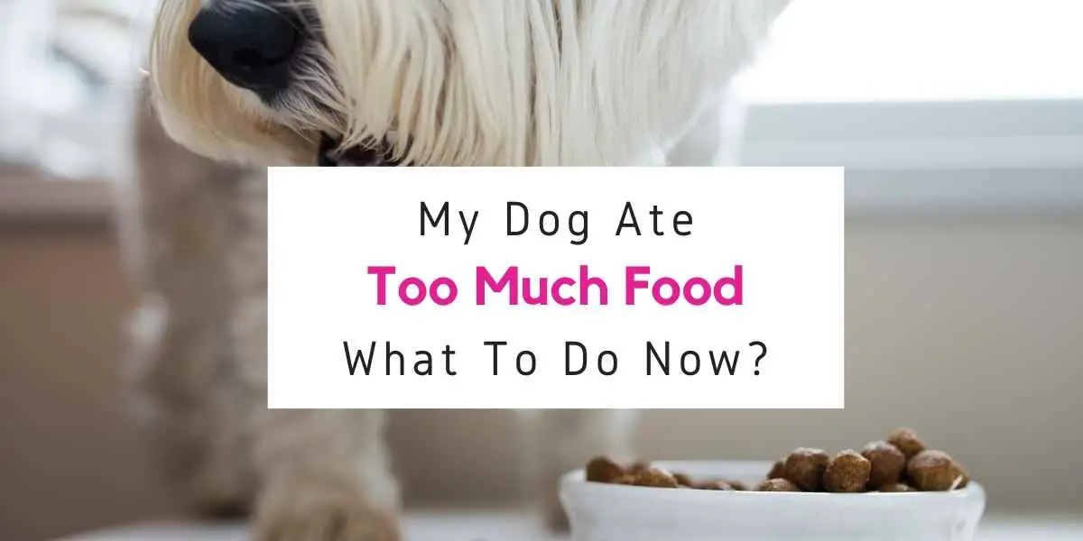 text reading what to do if your dog ate too much food