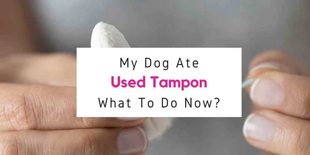 My Dog Ate Used Tampon What Should I Do Now?