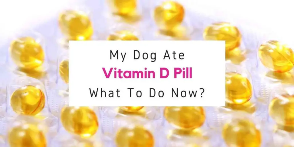 My Dog Ate Vitamin D Pill What To Do Now?