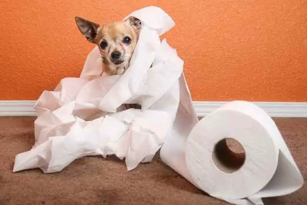 dog covered in a pile of toilet paper
