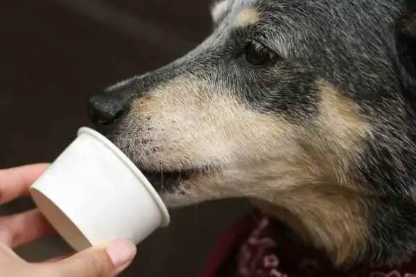 dog eating from a cup of ice cream offered by owner