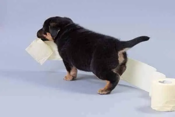 pup eating toilet paper 
