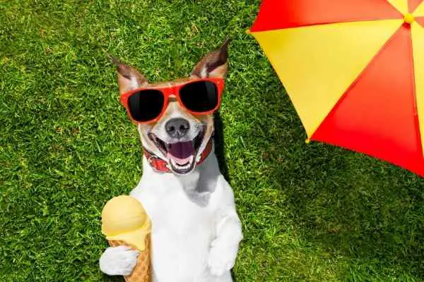 dog enjoying sunny weather and ice cream