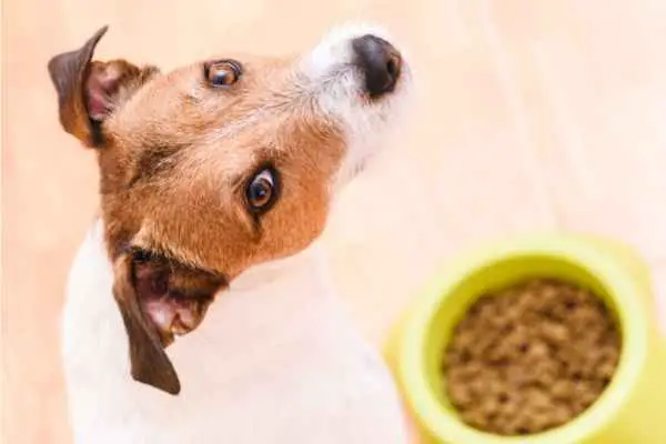 dog looking up while sitting with a bowl of food