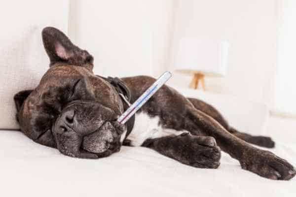 sick dog with a thermometer