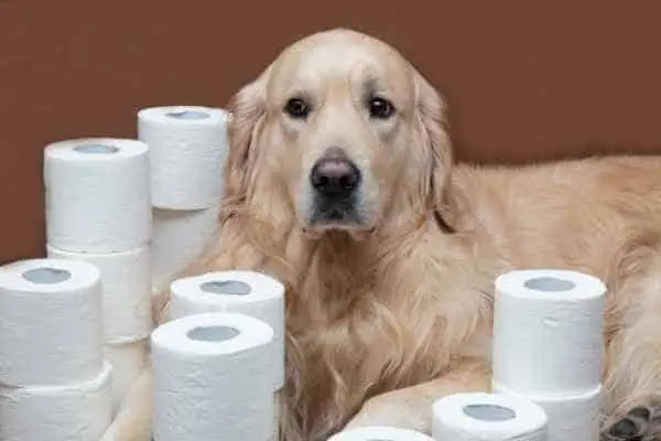 dog sitting with many rolls of toilet paper