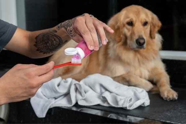 toothpaste poisoning in dogs