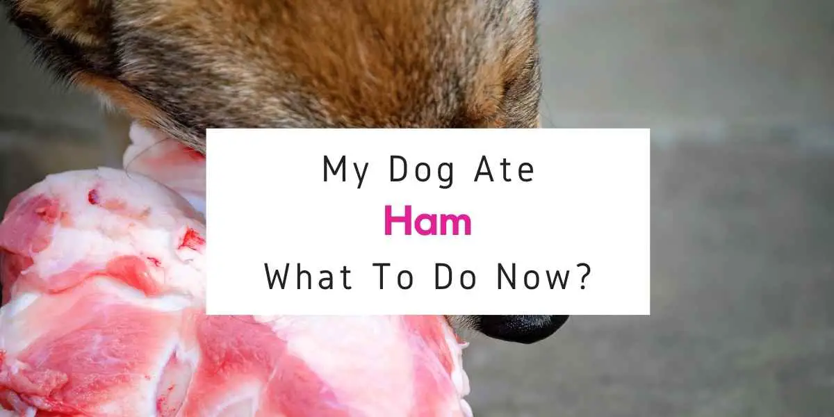 text reading dog ate ham what to do now