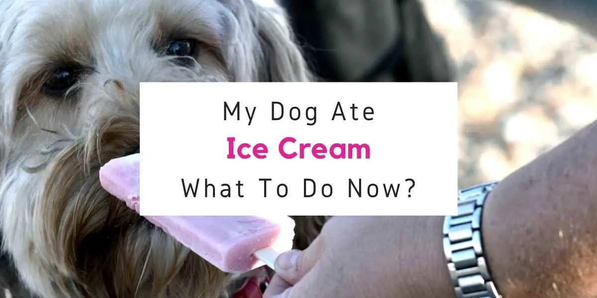 text reading my dog ate ice cream what to do now