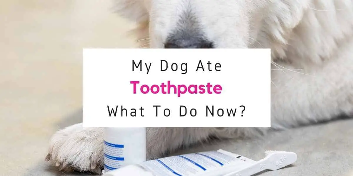 text reading what to do if dog ate toothpaste