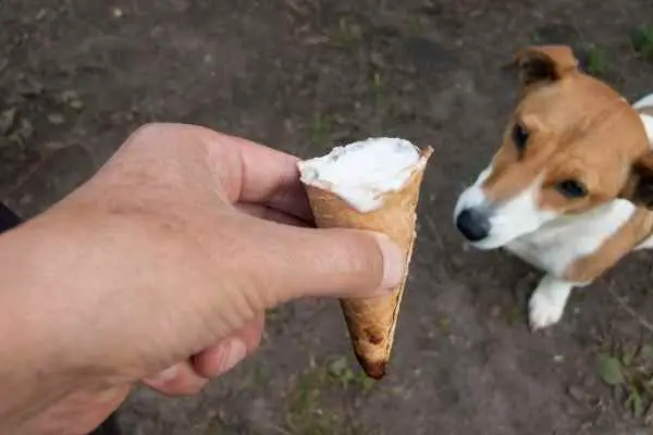 owner offering ice cream cone to a dog