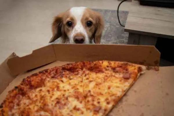 dog being offered cheese pizza