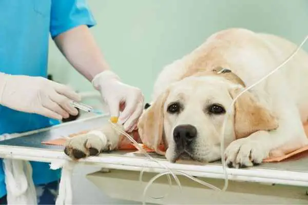 dog treated by a vet