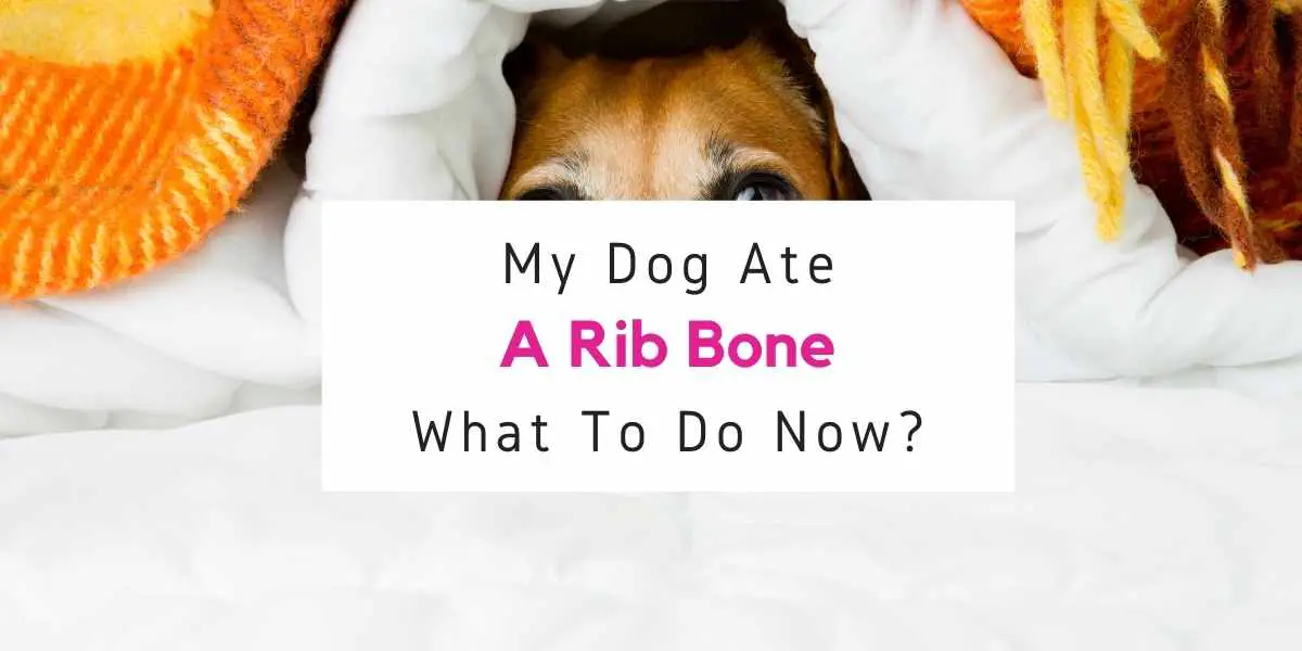 what to do if your dog ate a rib bone