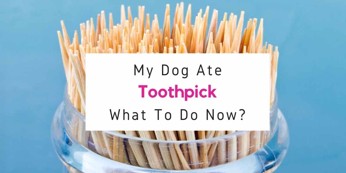 what to do if dog ate toothpick