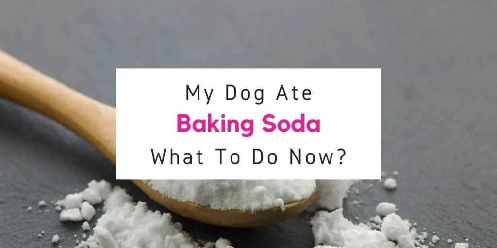 My Dog Ate Baking Soda What Should I Do Now?