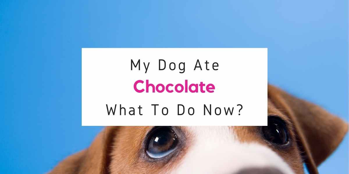 what to do if dog ate chocolate