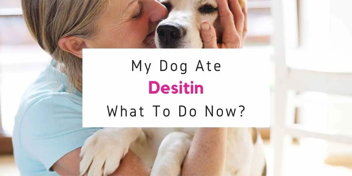 what to do if dog ate desitin